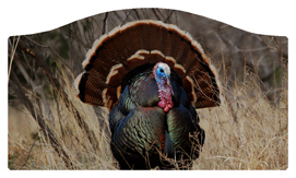 DASHELL-315 Gone Hunting (Turkey)